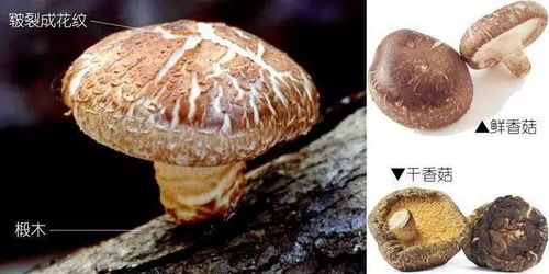 以科学的名义，说说各种常见食用菌与种植