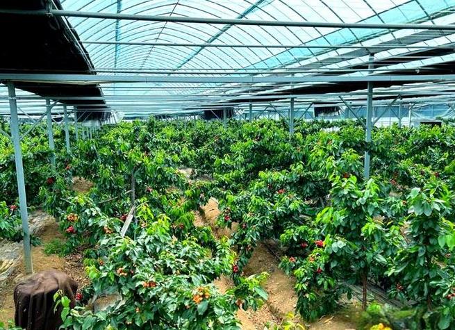 内蒙古春收 食用菌与樱桃种植引领乡村振兴
