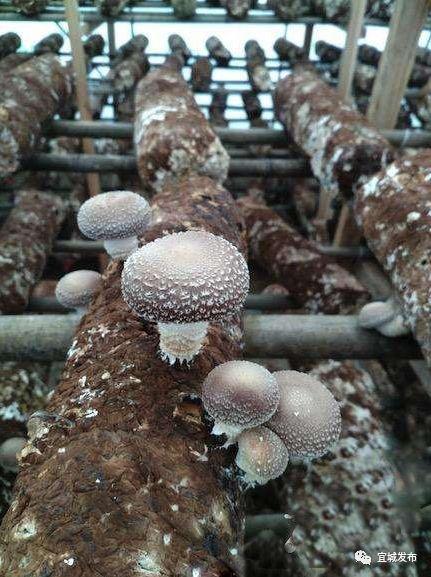 宜城获批省级食用菌外贸转型升级示范基地，小蘑菇撑起外向型农业大产业