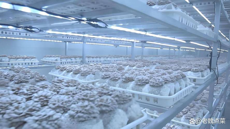 在家种出舌尖上的鲜美 菌菇种植的 5 个核心条件