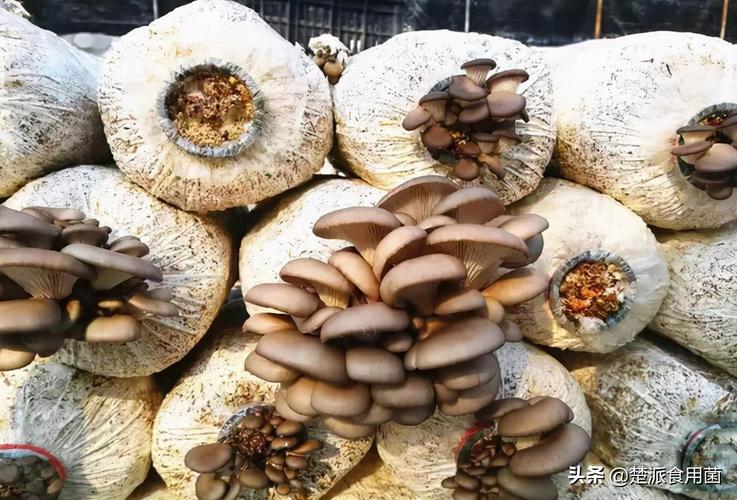 食用菌平菇高产优质栽培技术全解析