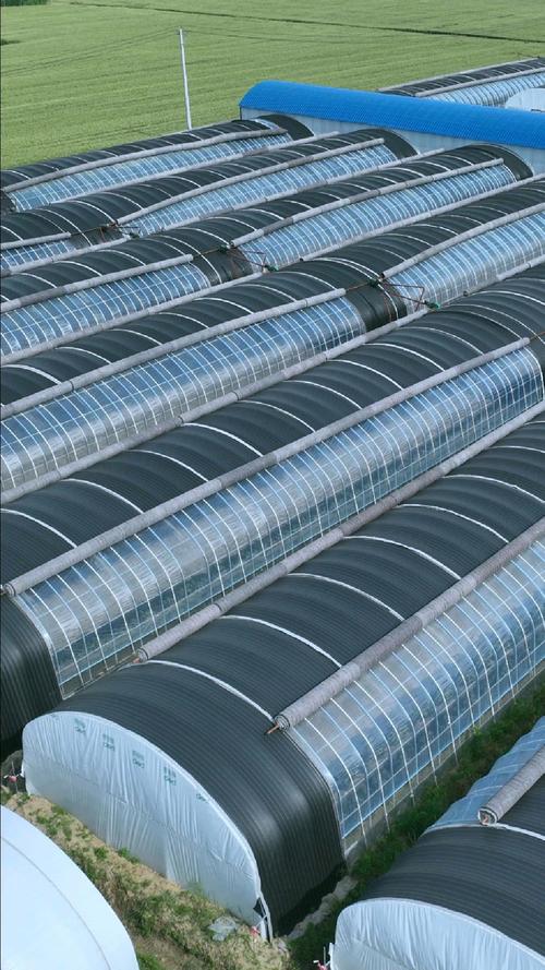 10米宽66米长食用菌种植大棚 5层轻型保温棉被与双侧卷帘系统