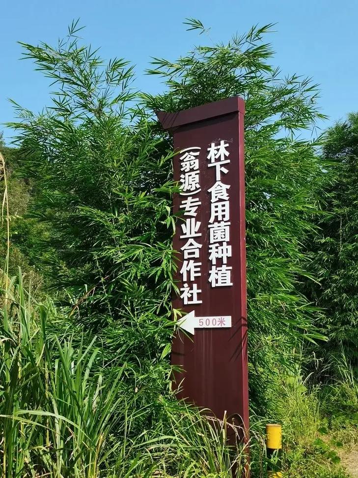 林下生金 江尾镇东鹊村500米食用菌产业振兴路